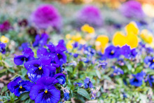 Purple Kale Plants And Pansy Flowers In Garden