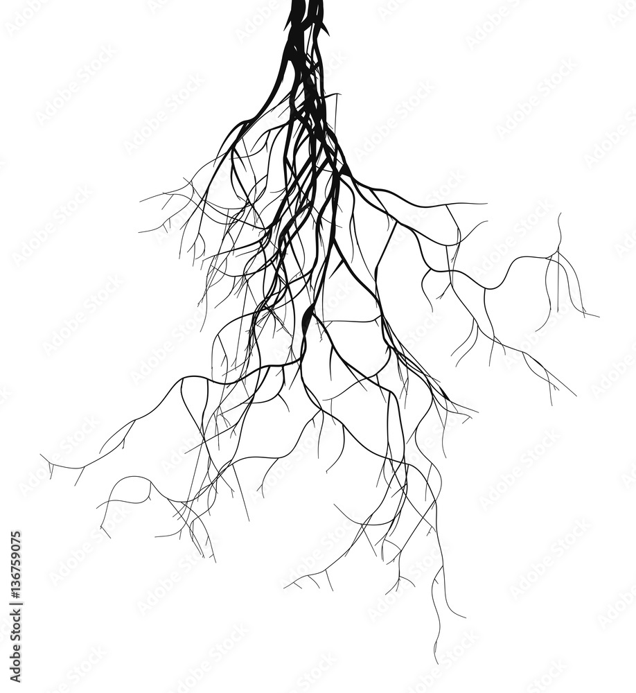 Black root system - vector set Stock Vector | Adobe Stock