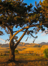 Tree At Sunset In California With Mountains In Background