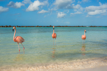 Wall Mural - Three flamingos on the beach