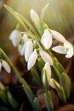 Fototapeta Tulipany - Spring first flowers. snowdrops blooming in the garden in spring sunlight.  