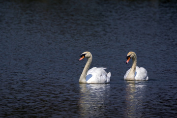 Wall Mural - Image of a swan on the water. Wild Animals.