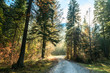 © zakaz86 - trekking path in an autumn day in the alps
