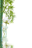 Fototapeta Sypialnia - lotus et bambous, fond blanc