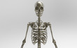 © Josh - 3D Illustration Of A Human Skeleton