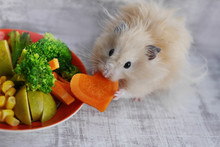Hamster Eats Vegetables.