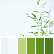 Wild Plant, Color Palette