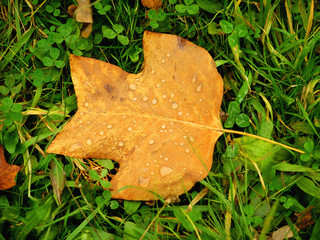 Poster - yellow autumn leaf on green grass