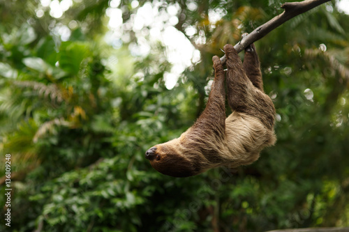 Fotografía sloth were hung on the branches to find plants eat.