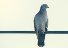 Pigeon On The Wire 2