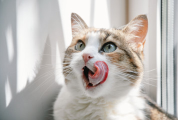 funny cat with a tongue