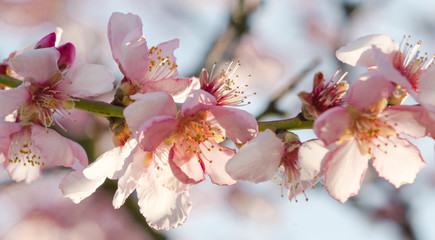 Fotomurales - Glückwunsch, Alles Liebe: Duftende, zarte Mandelblüten vor blauem Frühlingshimmel :)