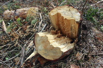 Belarus-August 7, 2016 Stump split from the hurricane and broke into two parts,near the beam lies in the grass,everywhere the broken branches of trees