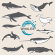collection of various whales species images