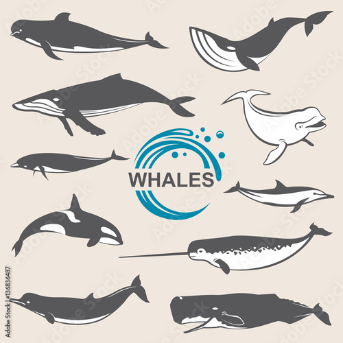 Fotografie, Tablou collection of various whales species images