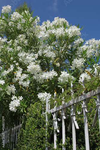 Laurier Rose Fleurs Blanches Buy This Stock Photo And