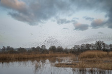 Massive Starling Murmuration Over Somerset Wetlands Lake Landsca