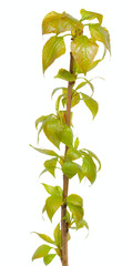 Green branch, young sprouts with leaves, isolated on white backg