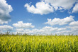 Green unripe barley field at summer sunny day