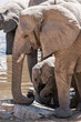 Family of African elephants at a waterhole in Etosha national park. Namibia, Africa.