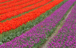 © peteleclerc - Red and purple rows of tulip flowers
