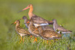 Group of Redshank with Black-tailed Godwit wader birds