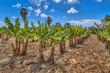 Organic Banana plantation on Cyprus island