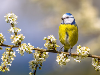 blue tit in white blossom