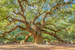charleston's magical angel oak tree, one of the oldest live oak in USA