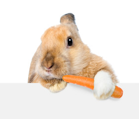Leinwandbilder - Rabbit eating carrot and looking over a signboard. isolated on white