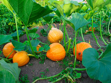 Big Orange Pumpkins Growing In The Garden  