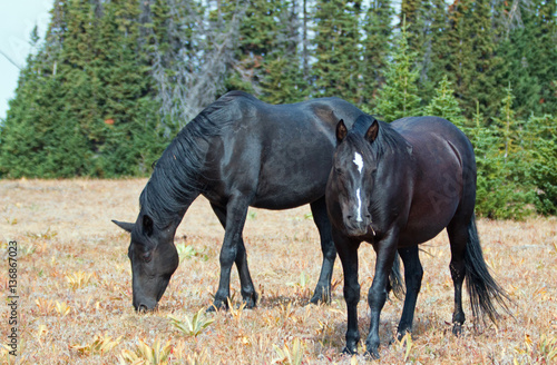 Nowoczesny obraz na płótnie Black Band Stallion and Black Mare on Sykes Ridge in the Pryor Mountains Wild Horse Range on the Montana Wyoming border in USA