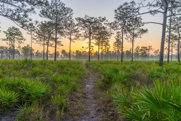 Early Morning Hike Through Central Florida