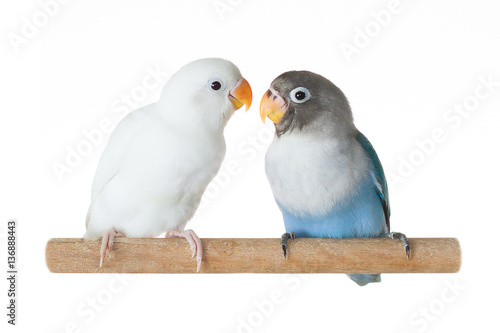 Fotomural Blue and white parrots lovebird sitting on perch isolated on white background