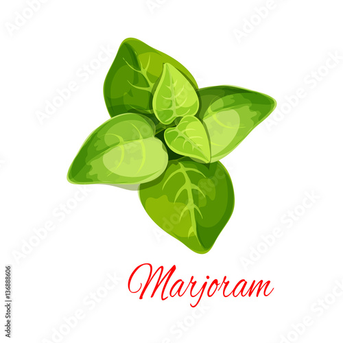 Marjoram Or Oregano Spice Herb Cartoon Icon Buy This Stock Vector And Explore Similar Vectors At Adobe Stock Adobe Stock