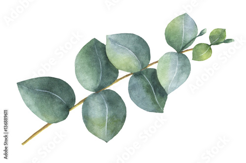 Foto-Gardine - Watercolor hand painted silver dollar eucalyptus leaves and branches. (von ElenaMedvedeva)