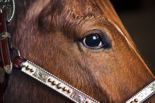 Closeup Of A Brown Horse With Bridle