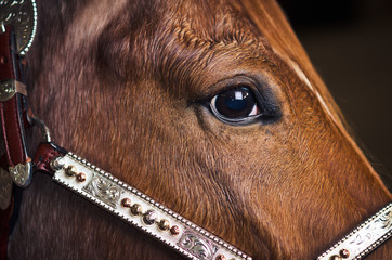 Closeup of a brown horse with bridle