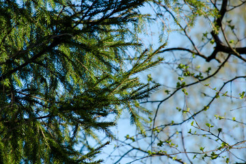 Branches with young leaves and fir branches on blue sky backgrou