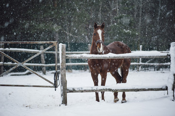 Wall Mural - Beautiful brown horse standing outdoors in the winter snowfall