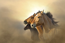 Portrait Of Three Mustang Horses In Sunset