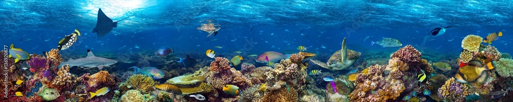 colorful super wide underwater coral reef panorama  banner background with many fishes turtle shark and marine life - obrazy, fototapety, plakaty 