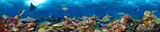 Fototapeta Do akwarium - colorful super wide underwater coral reef panorama  banner background with many fishes turtle shark and marine life