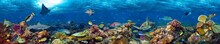 Colorful Super Wide Underwater Coral Reef Panorama  Banner Background With Many Fishes Turtle Shark And Marine Life