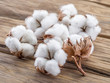© volff - Fluffy cotton ball of cotton plant on the wooden table.