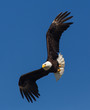 bald eagle wildlife