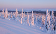 © Wonders of Europe - View over snow covered trees, with decreasing snow cover on trees as altitude drops to a frozen snow covered lake in the distance, at sunset, Riisitunturi National Park, Finland, February 2009