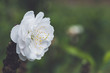 background nature Flower Peach White flowers