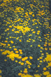 background Flower Chrysanthemum yellow