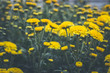 background Flower Chrysanthemum yellow